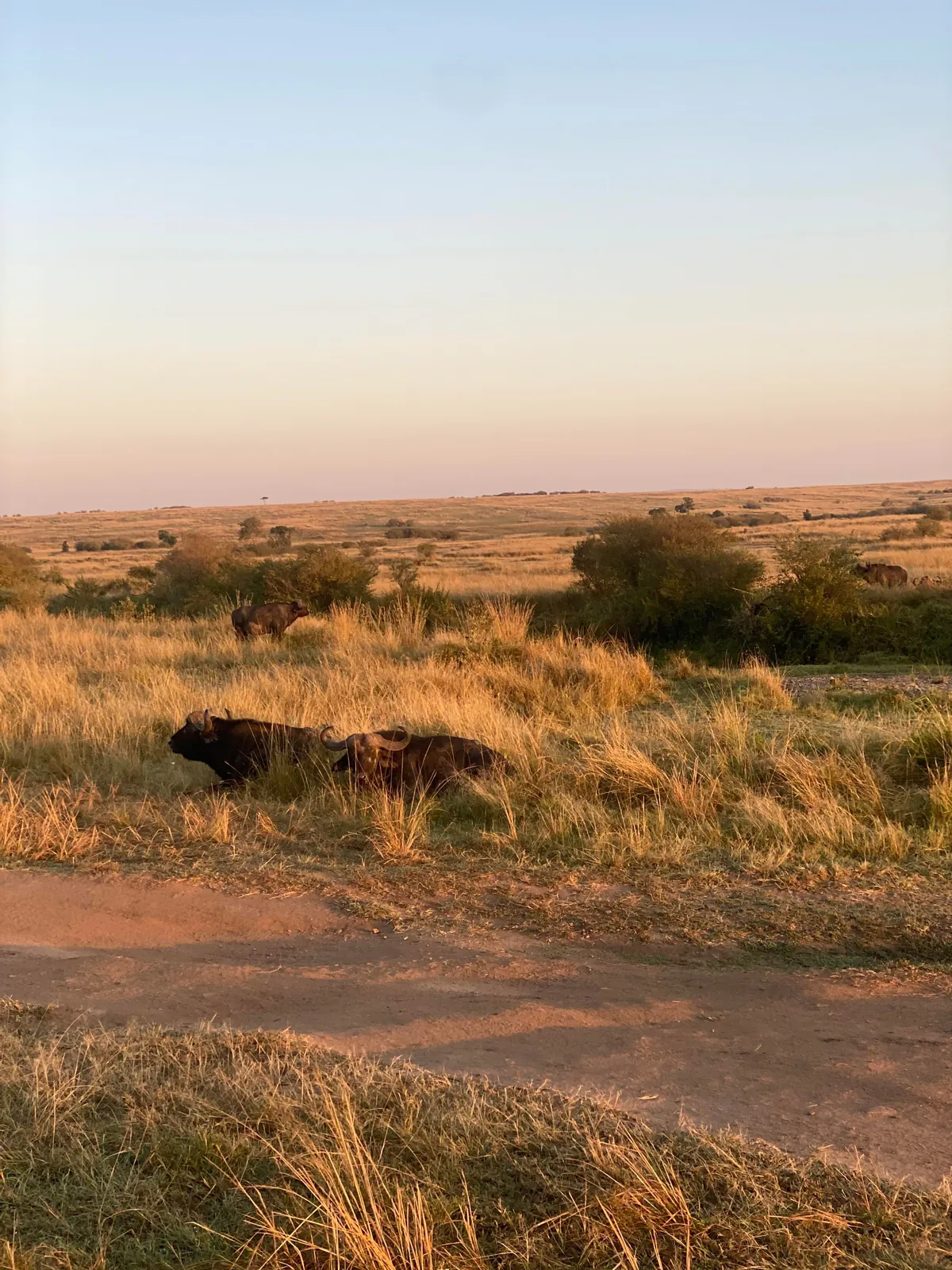 First safari experience, and I’m so happy we chose Kenya (2025)
