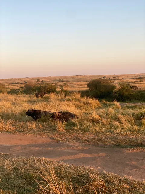 First safari experience, and I’m so happy we chose Kenya (2025)