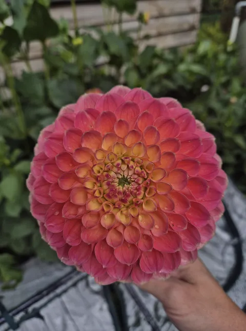 Morning. I grew this from bare root &amp; wanted to show it off. Have a good day