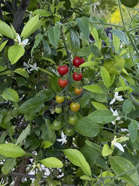 Every stage of ripeness