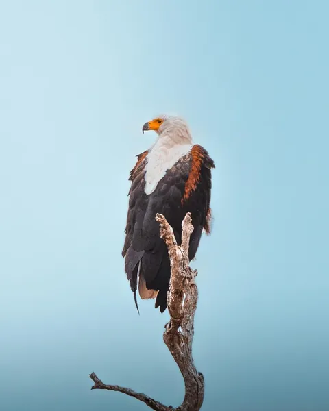 We spent a month in South Africa for our honeymoon. And we'd do it again. 