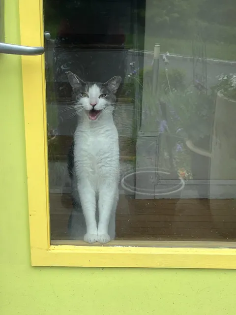 My cat, he's evil