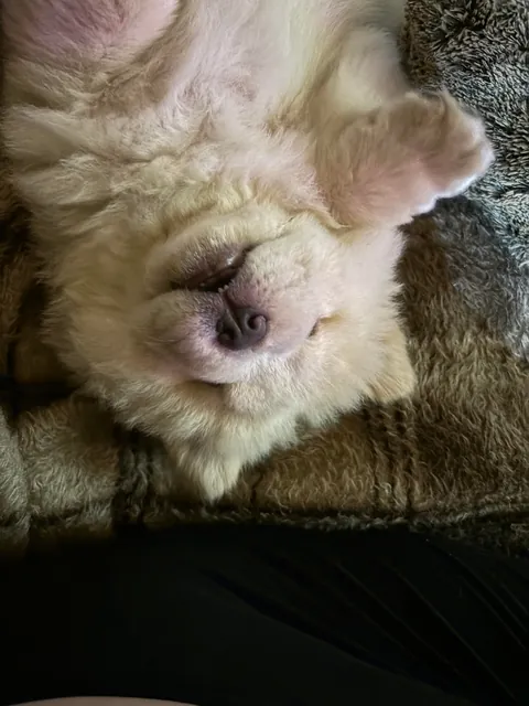 I think I have a Polar Bear. Meet Millie Dear, my 10 week old Chow Chow