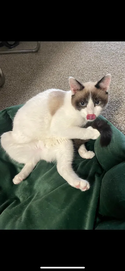 Drop your cats in their silliest positions !!!!