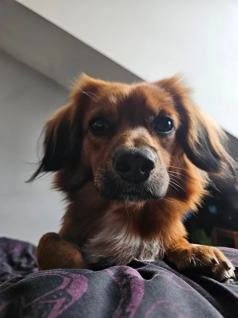 This is what i wake up to most mornings. He just sits over me and stares.