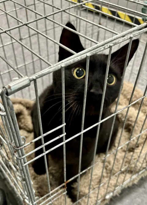 Being a good boy at the vet’s
