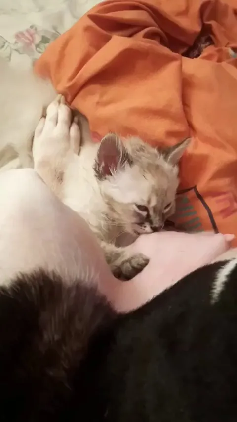 My dog is nursing my Kitten is this normal???