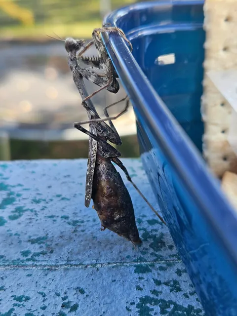 What's wrong with this mantis?