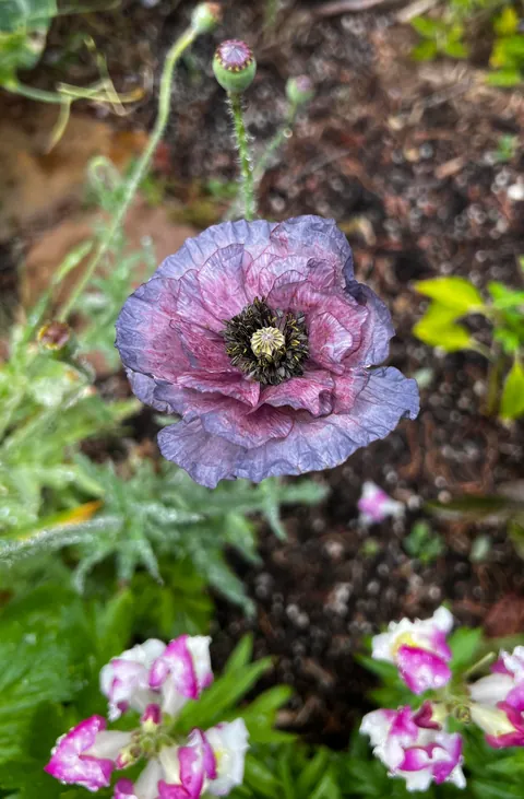 Amazing Grey Poppies