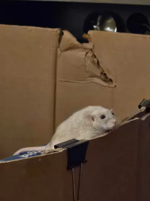 Doby is 2 years old today!!!!