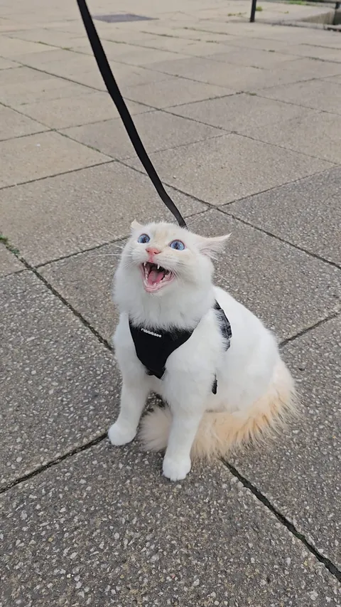 Mr Derp had his first walk
