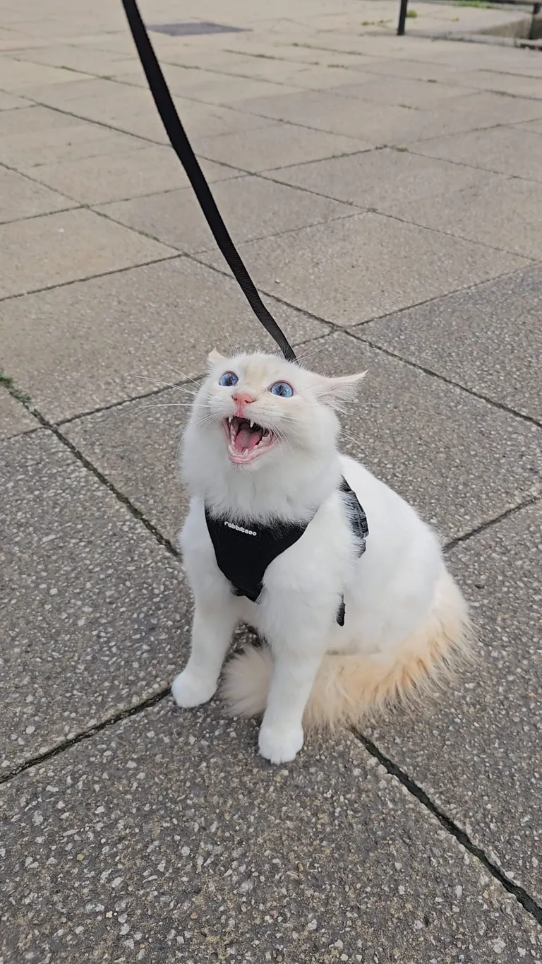 Mr Derp had his first walk