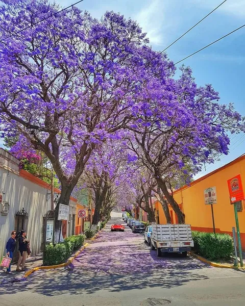 im from mexico and this is a jacaranda is mi favorit plant here