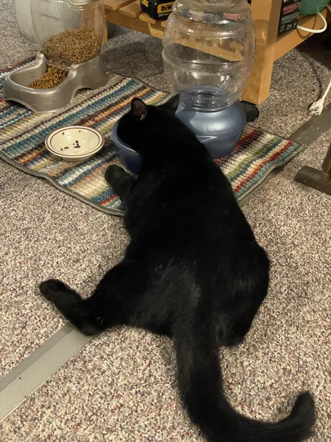 His way of letting us know he's out of water. Had to check on him the first time he did this lol