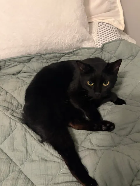 I know i posted earlier today but i just HAD to share these pics of Luna! 🐈‍⬛🖤