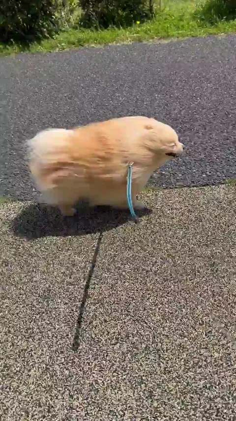 He looks like a mango seed