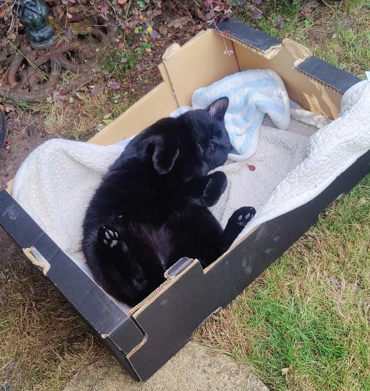 Enjoying his favourite box &lt;3