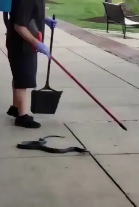 How to properly handle a snake