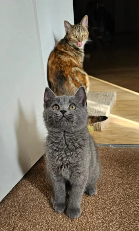 Just wanted to share even just 1% of the joy that my clowder brought me today 🥰