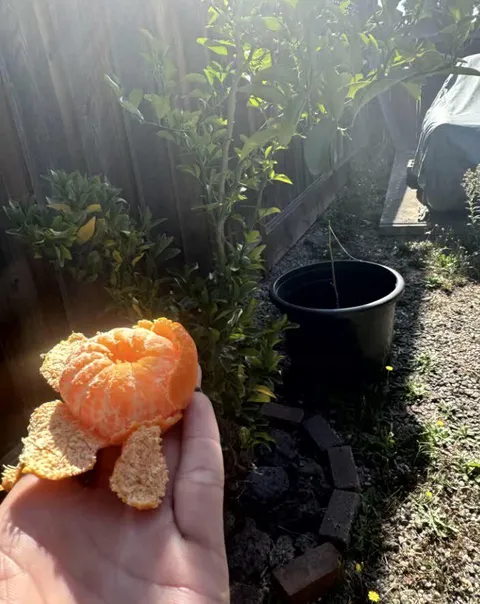 Mandarin tree really said ‘slow and juicy wins the race.’ Took 8 years but damn, she’s sweet. 🍊✨