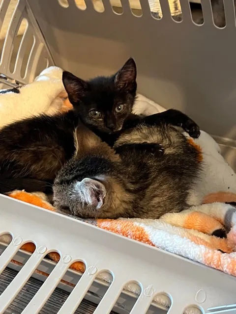 From 6oz to fat ❤️