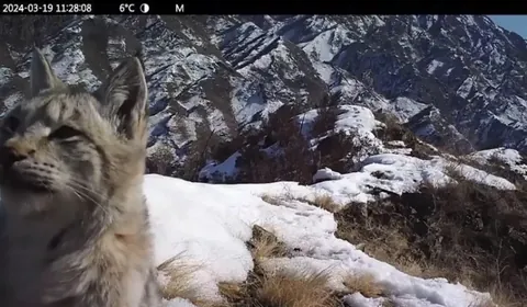 🔥 A curious lynx checking out a wildlife camera