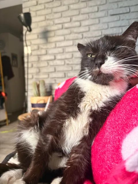 My perfect foster Dziadek passed away. He was so full of life despite the years as a neglected stray.