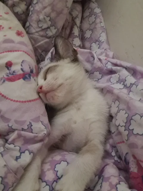 Is it okay to kiss my cat in the mouth?