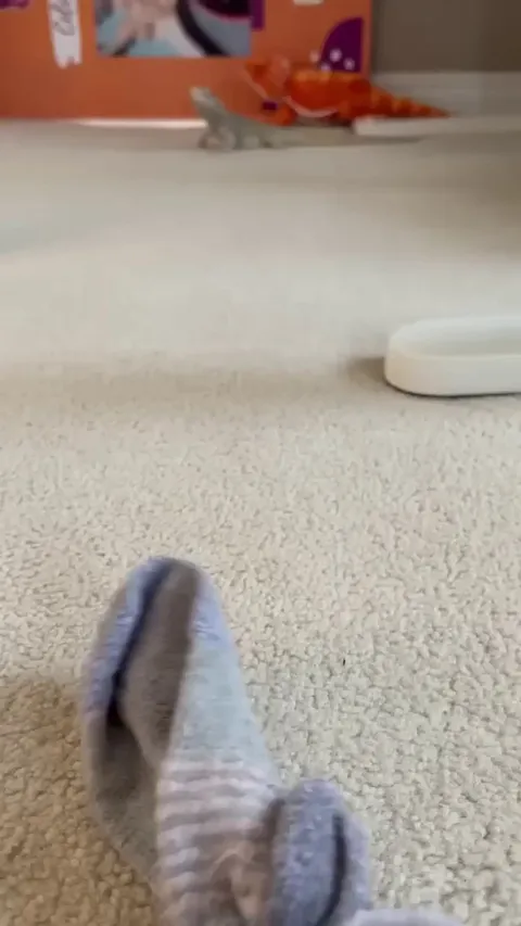 Lizard and his beloved sock