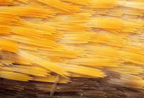 🔥 The scales on a moth's wing