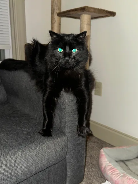 Anyone else’s void still have blue in their eyes from kittenhood?