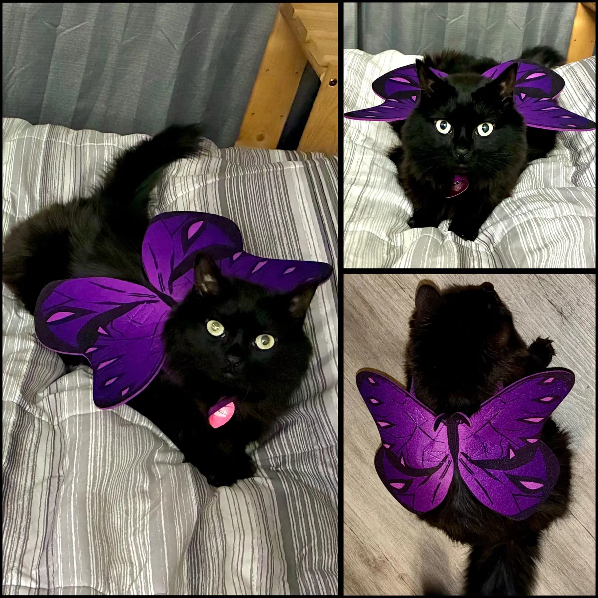 Please enjoy pictures of my voids in Halloween costumes!