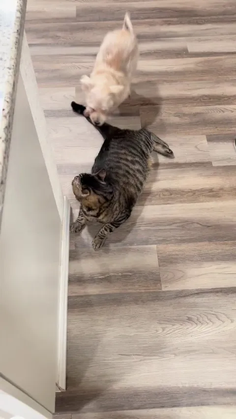Finn (cat) never fights back but loves the chase. They do this all day long.