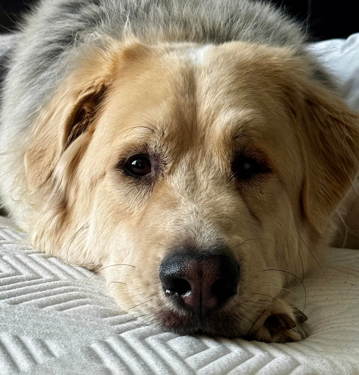 The sweetest polar bear Odin loves to watch his mom work.