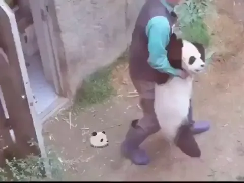 Panda cub tantrum
