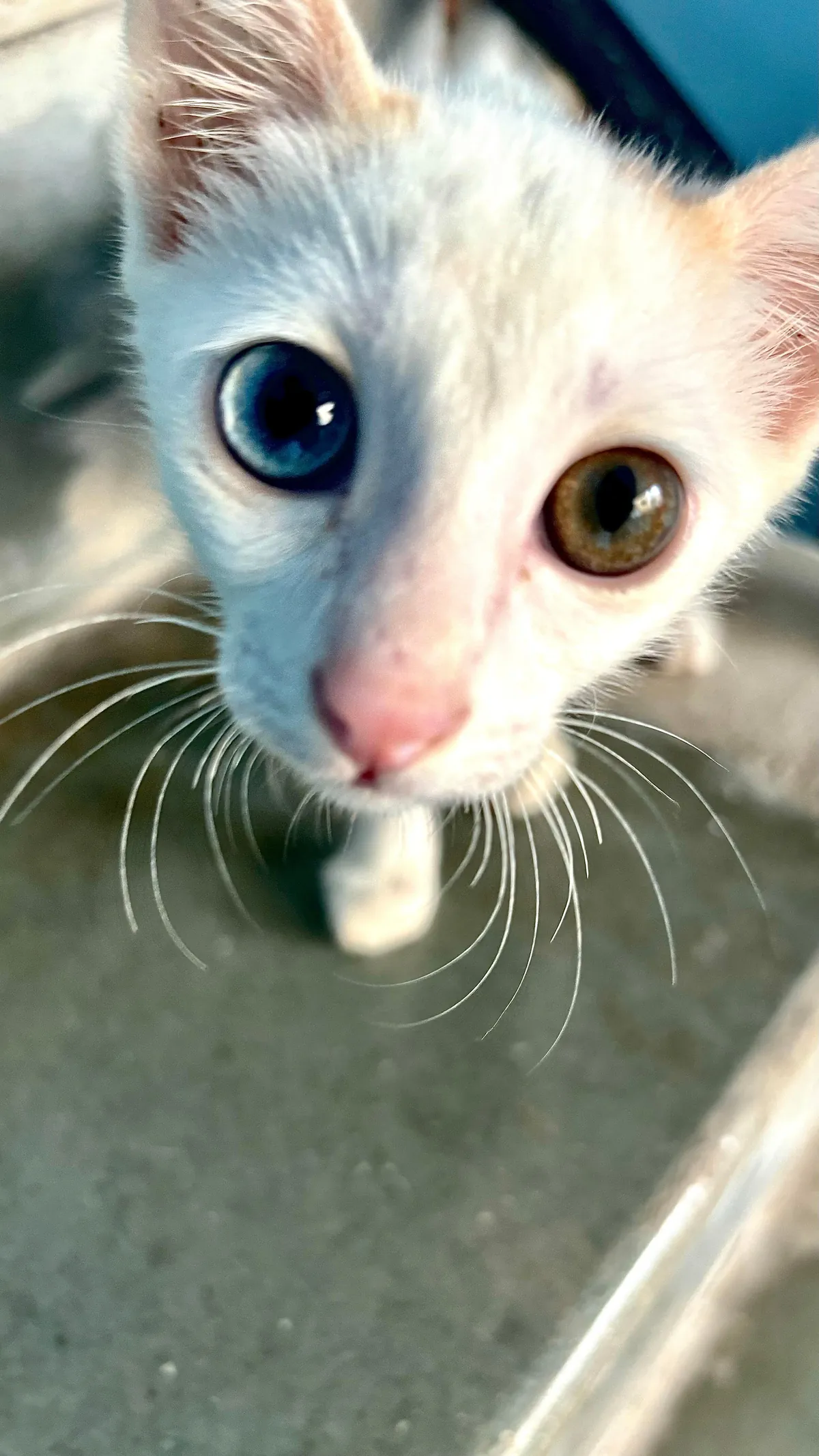 Look at my neighbour’s cutie with heterochromia iridum! They call her ‘Cat’