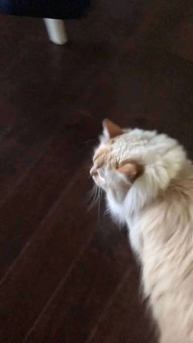 Duncan sounds like a kitten but he’s six years old