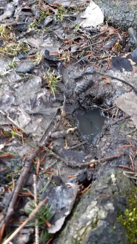 my yard does this sometimes