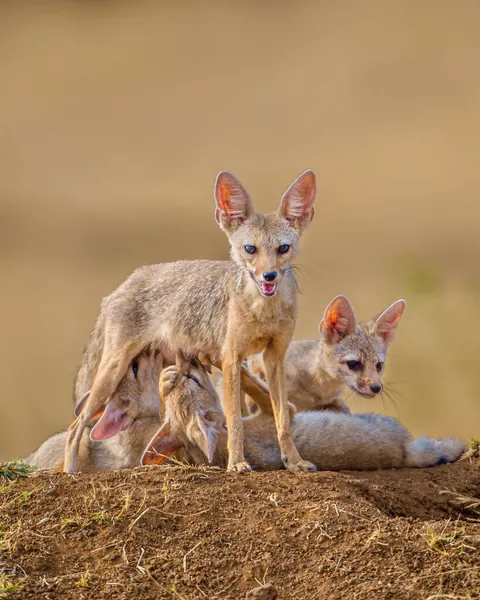 wildlife photography from the Indian wilderness