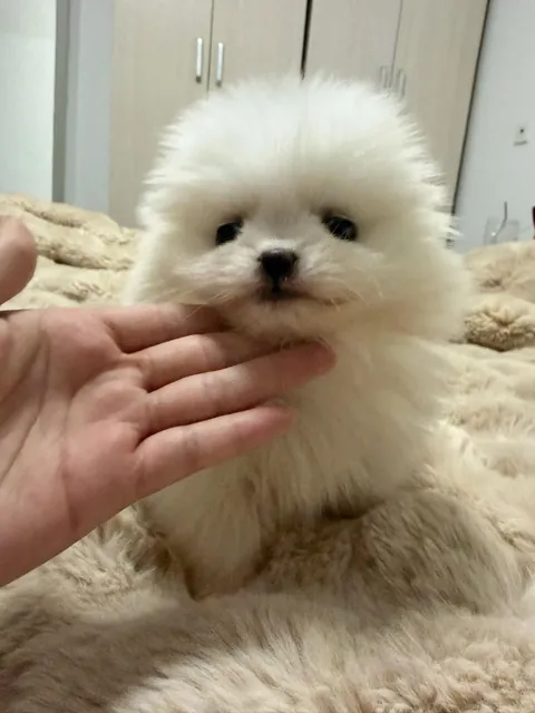 This tiny face owns my entire heart now