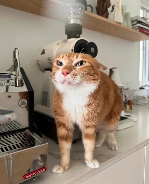The barista will prepare your latte now