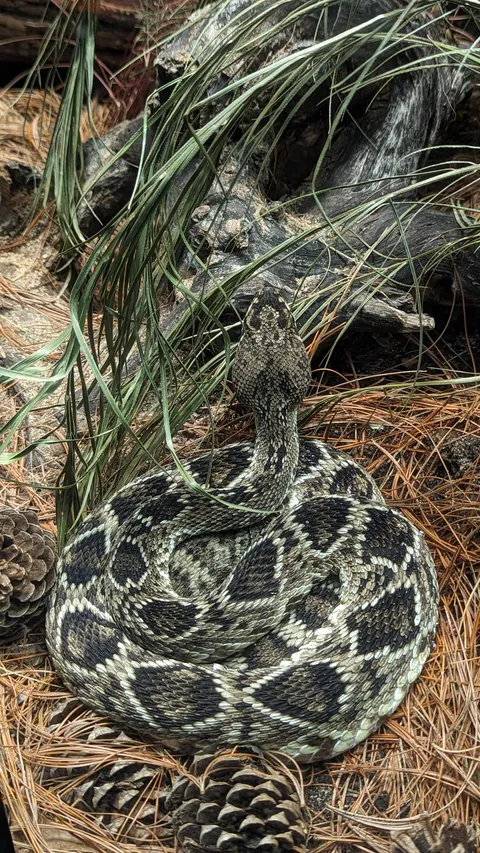 🔥This Timber Rattler I was inches from stepping on.