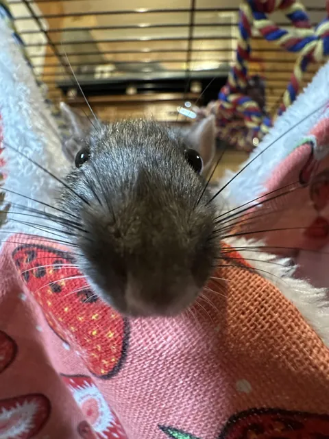 My girl is bamboozled by my new lip piercing and needs it gone