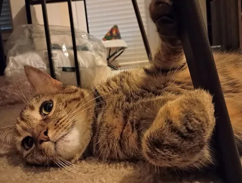 What's something your cat did that made you realize they were actually quite smart?