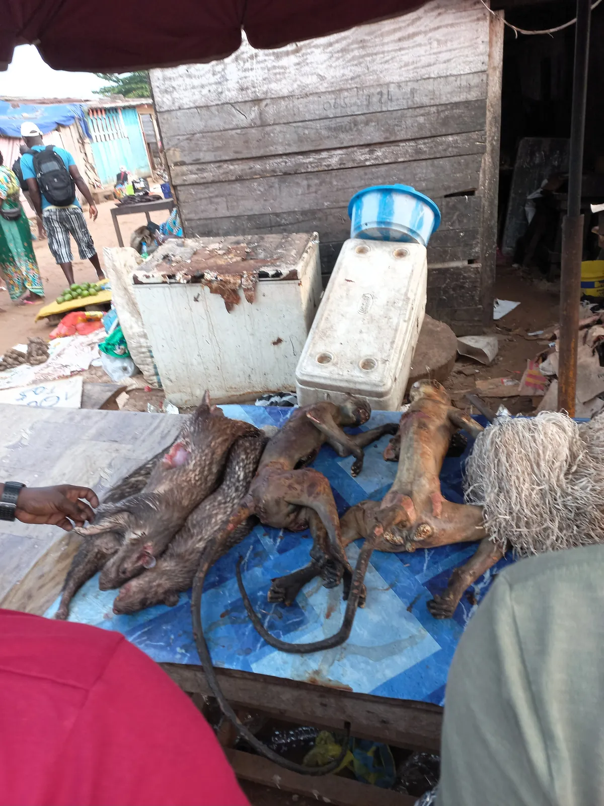 Pics from my two trips to Gabon in central Africa (Aug 2024&amp;2025)