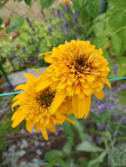 Summer flowers