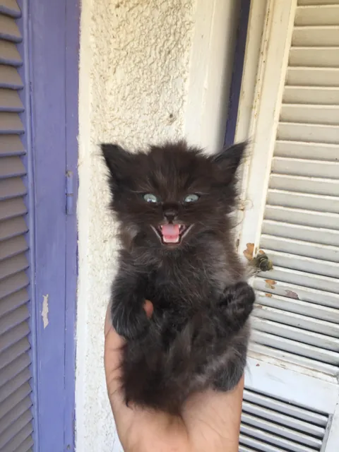 What should i name this beautiful beast 🐈‍⬛️🖤