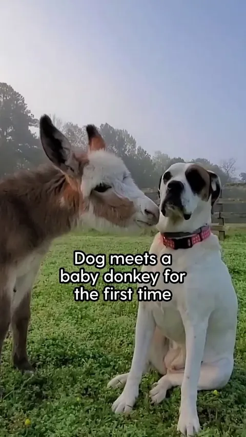 Dog Bonds With A Baby Donkey