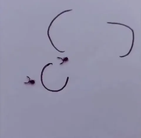 Watch Pseudoscorpions die inside.