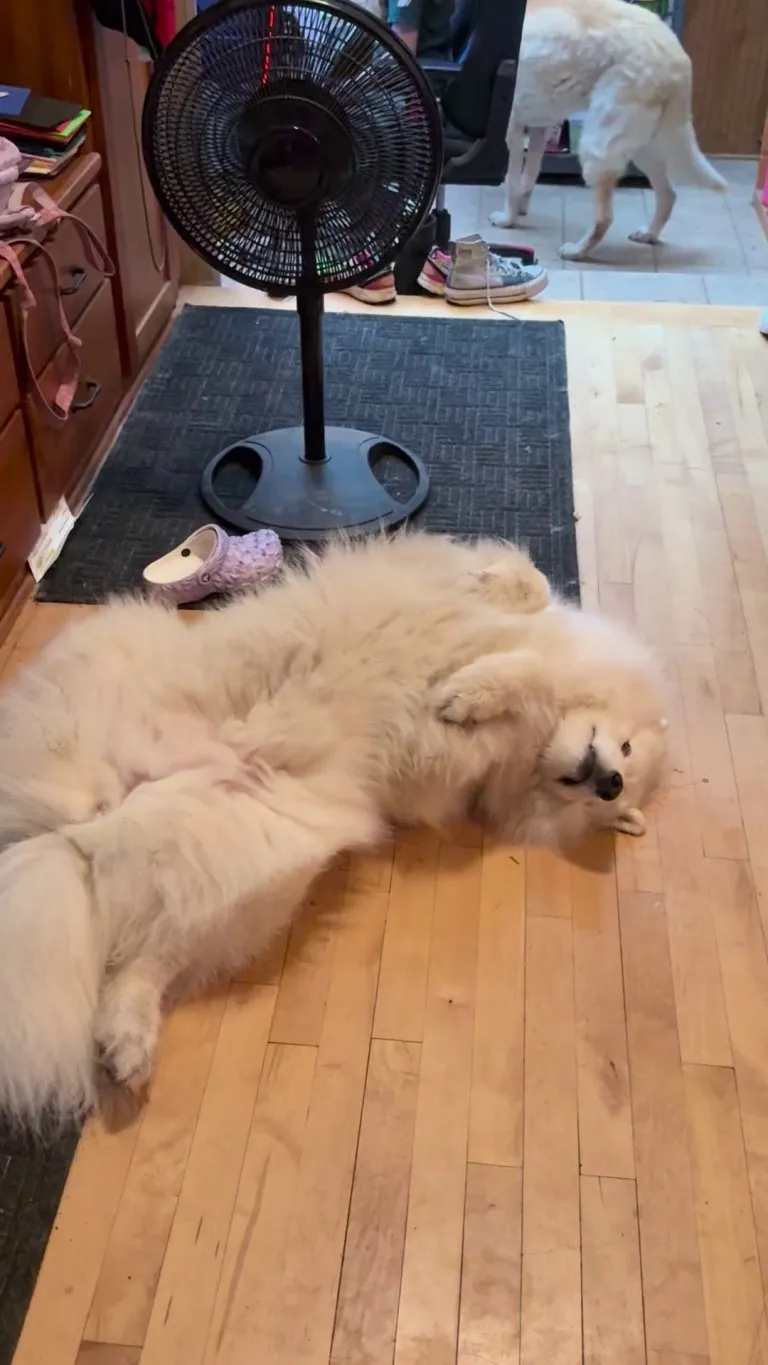 When it’s 67 degrees in Minnesota and you are a winter dog, max cooling required